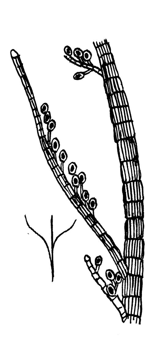   Sphacelaria arctica