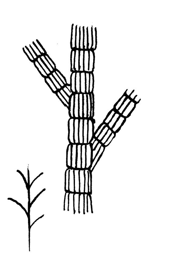   Sphacelaria
    cirrhoza