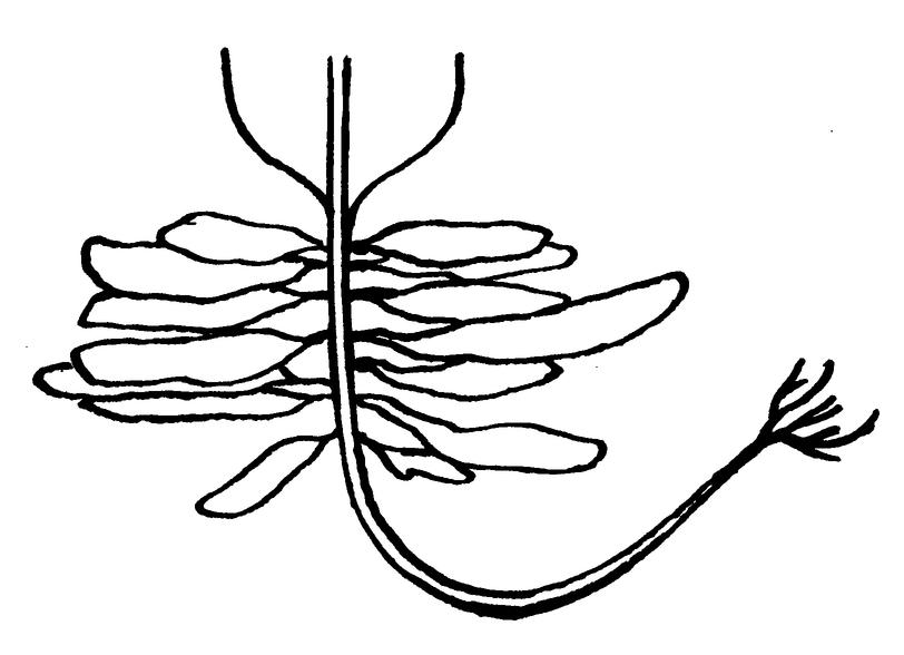   Alaria grandifolia