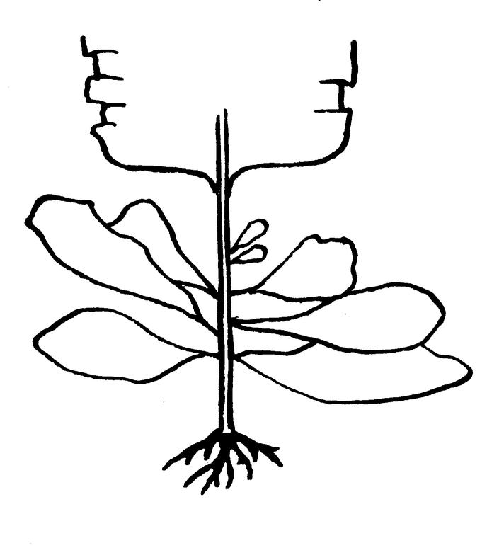   Alaria membranacea