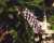 wisteria-k111.jpg