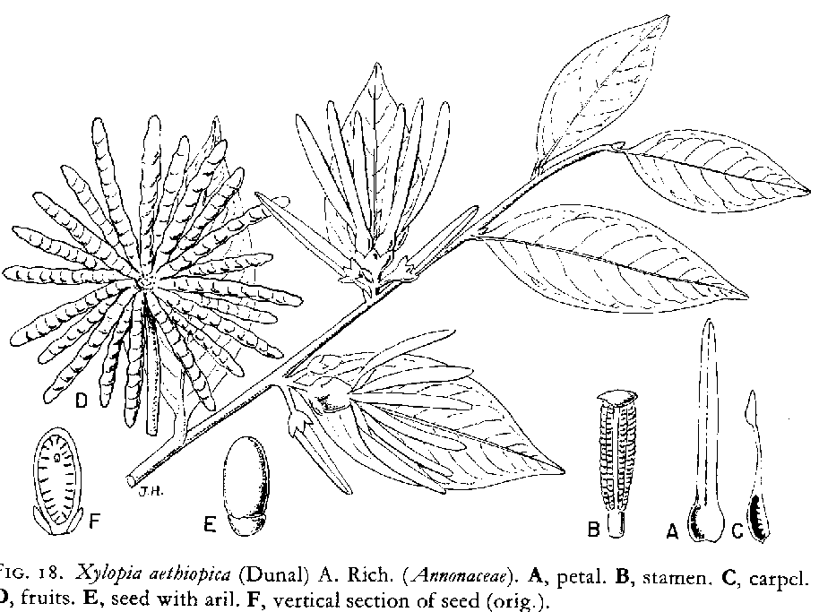 Xylopia aethiopica — Wikipédia