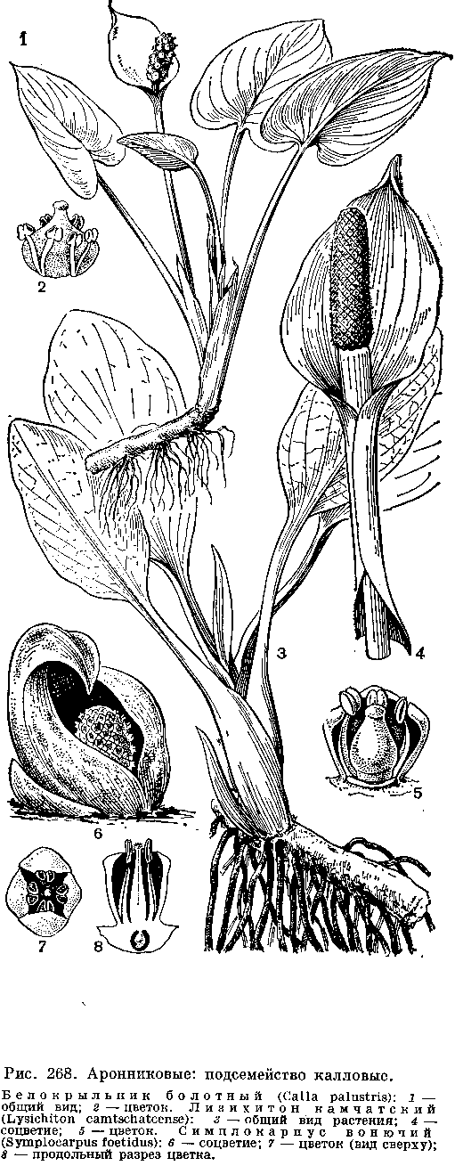 amorphophallus titanum araceae. Araceae (Anthurium spp. and