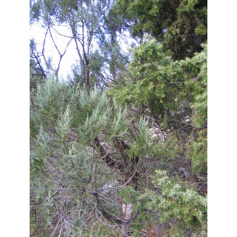 Juniperus exelsa et J. oxycedrus