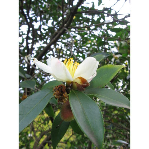 Camellia sassanqua