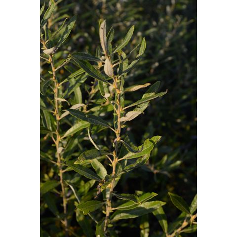 Salix candida