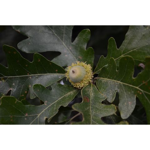 Quercus macrocarpa
