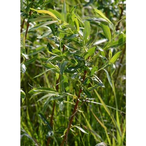 Salix petiolaris