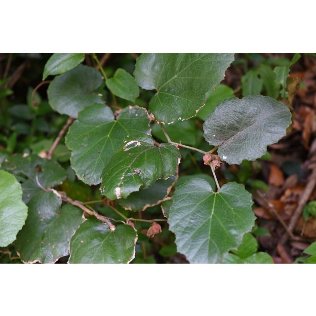 Rubus sieboldii