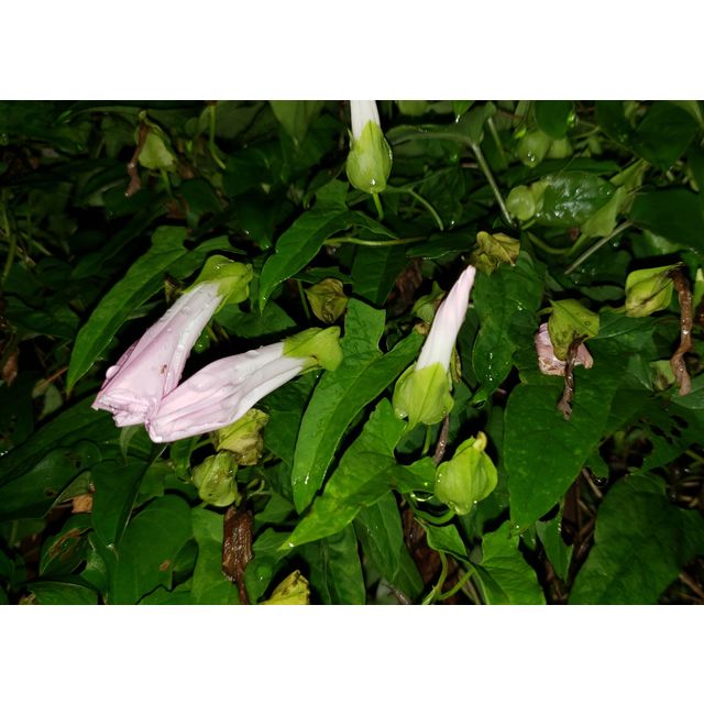Calystegia sepium var. japonica