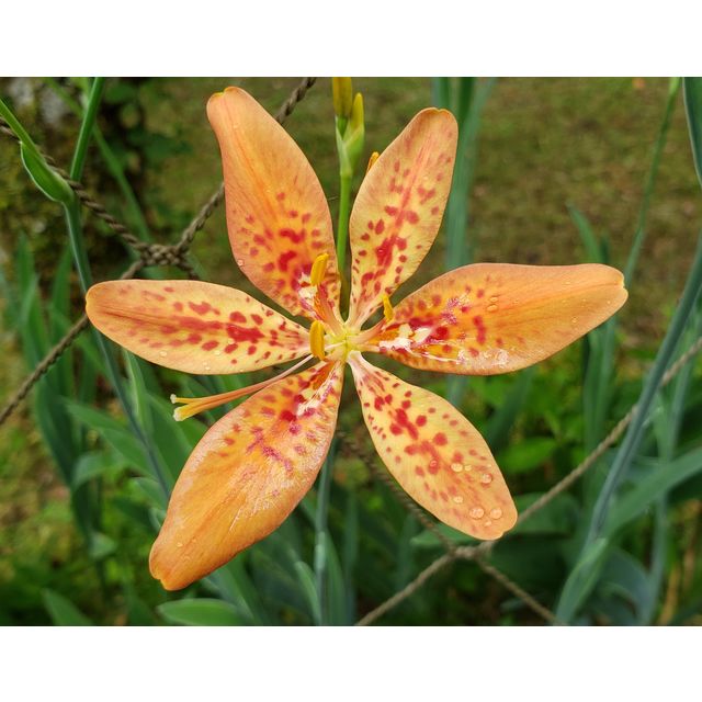 Iris domestica (Belamcanda chinensis)