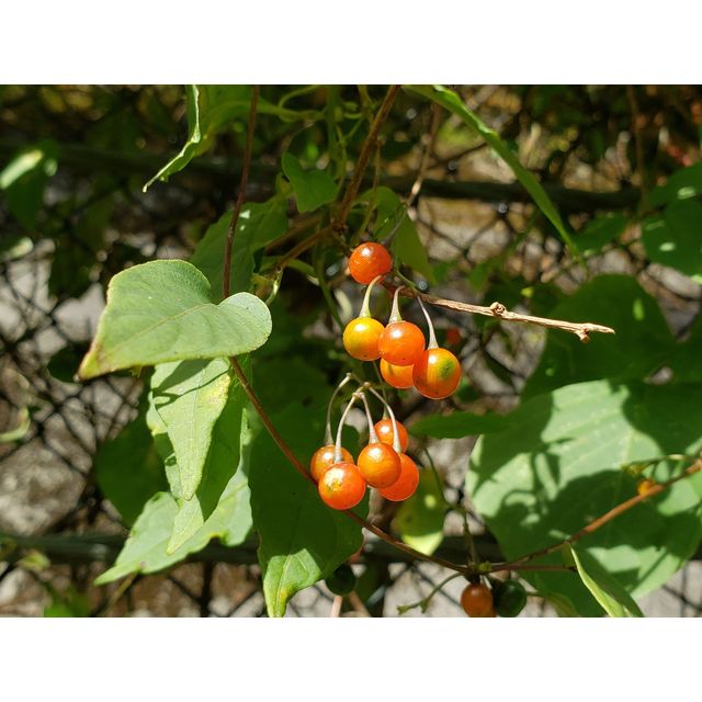 Solanum maximowiczii