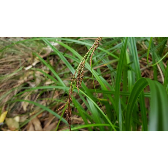 Carex boottiana