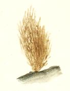 ������� ��� Sphacelaria olivacea