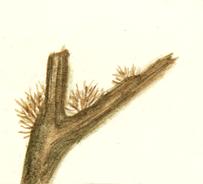 ������� ��� Sphacelaria cirrhosa