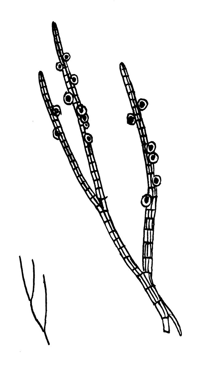 Строение ветвей Sphacelaria
radicans