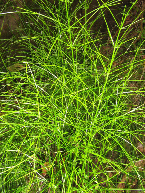 img_7620.jpg