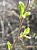 physocarpus_capitatus_buds.jpg