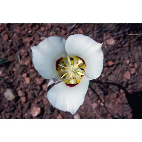 Calochortus nuttallii