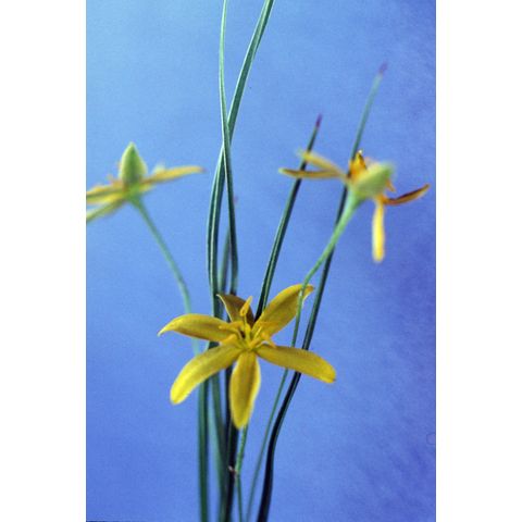 Hypoxis hirsuta