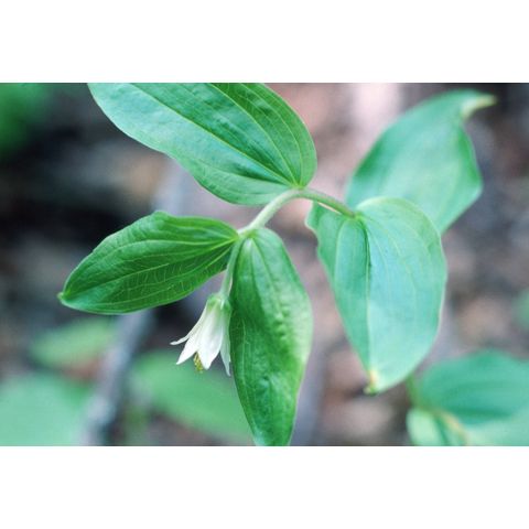 Prosartes trachycarpa