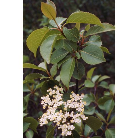 Viburnum lentago