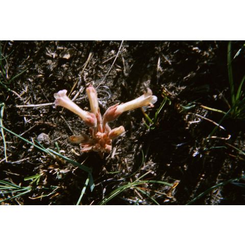 Orobanche fasciculata