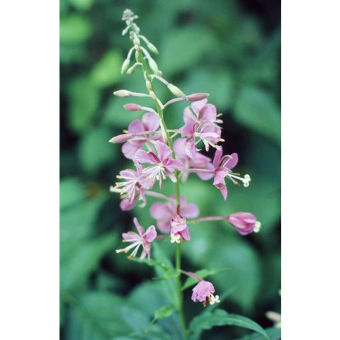 Chamerion angustifolium