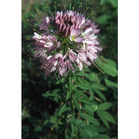 Cleome serrulata