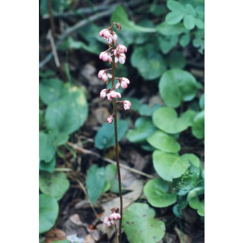 Pyrola asarifolia