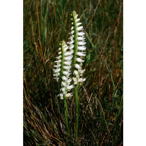 Spiranthes romanzoffiana