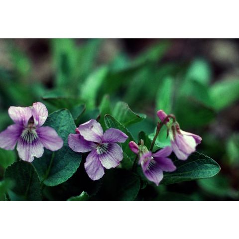 Viola sororia