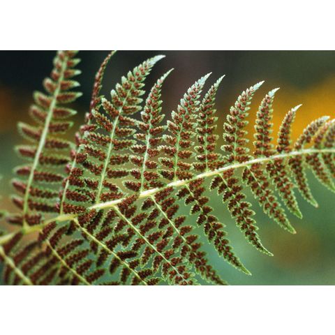 Dryopteris carthusiana