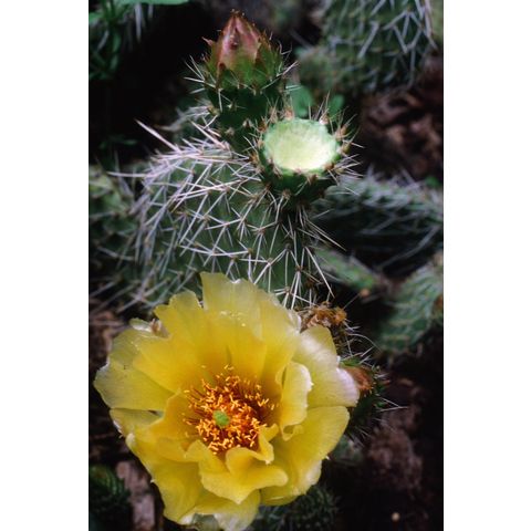 Opuntia polyacantha