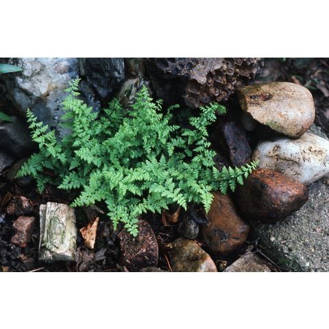 Cystopteris fragilis