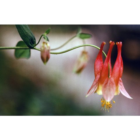 Aquilegia canadensis