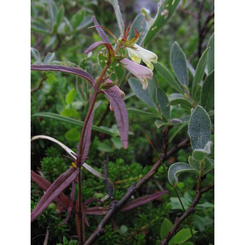 Melampyrum pratense
