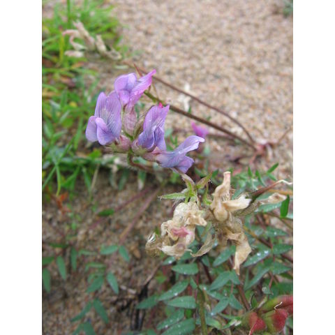 Astragalus norvegicus Web.
