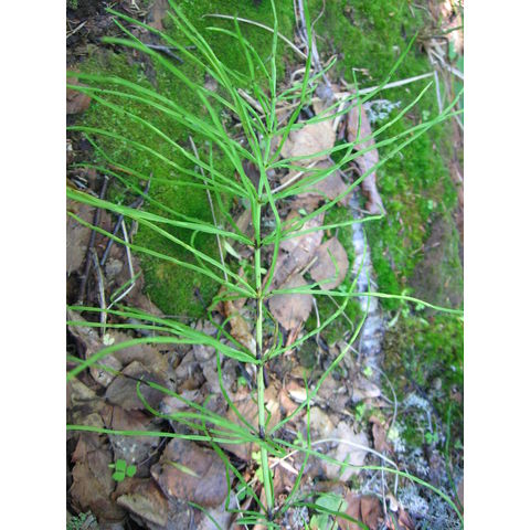 Equisetum palustre
