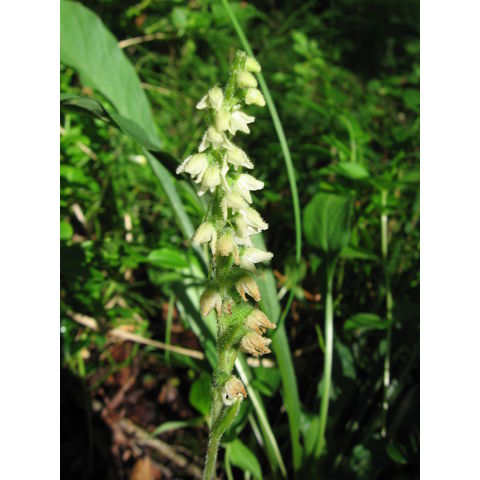 Goodyera repens

