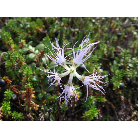Dianthus superbus
