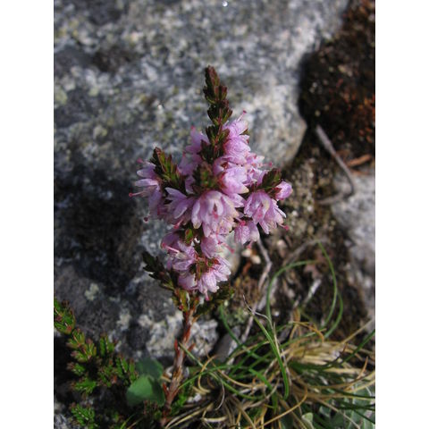 Calluna vulgaris
