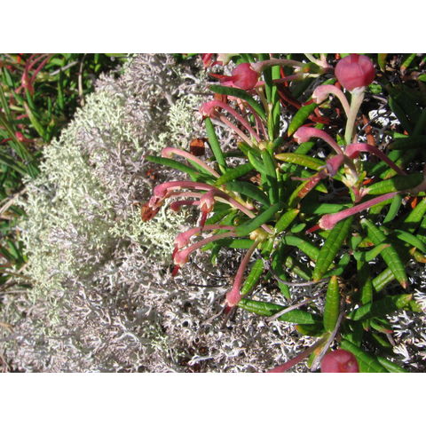 Andromeda polyfolia L.

