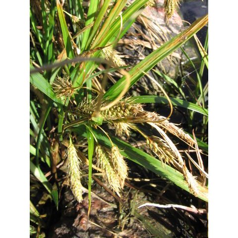 Carex paleacea
