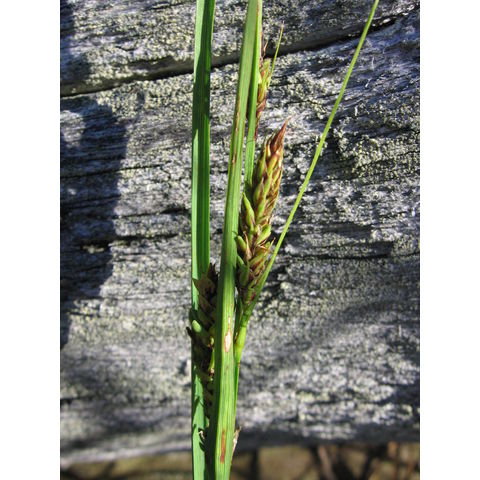 Carex salina
