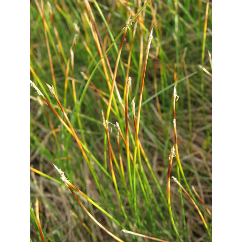 Carex dioica
