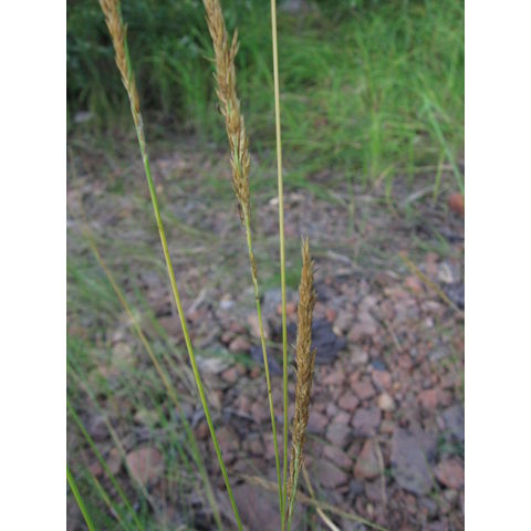 Calamagrostis neglecta
