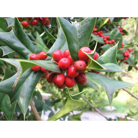 Ilex cornuti