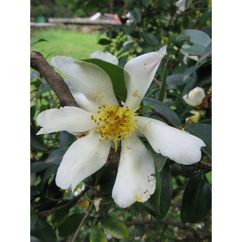 Camellia sassanqua