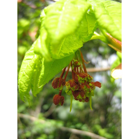 Acer sp.